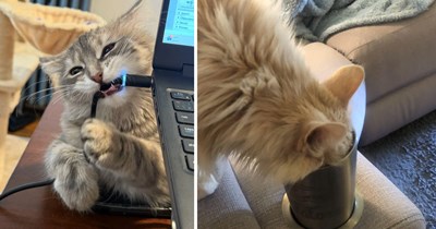 Curious Cats Who Treated Every "Don't Touch That" Like a Challenge