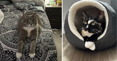 30 Fabulous Pictures of Fancy Footed Felines Flaunting Their Socks