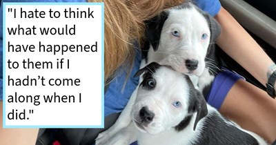Pups found looking for pawrents by road after being dumped, saved from impending flood by dog lover who found one pup a wholesome home and became best buds with the other, dog mom says: ‘As soon as my hand touched him, his tail started wagging like crazy’