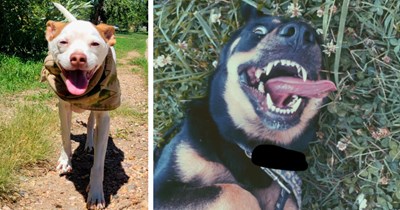 22 Smiling Canine Sweeties for a Puplifting End to your Work Week