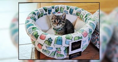 Nostalgic woman reminisces about childhood cat, meownifests a female kitten in her crawl space: 'The Cat Distribution System is 100% real'
