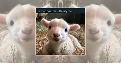 22 Baaa-rilliant Baby Lamb Memes That Bring the Fluffiest Kind of Happiness