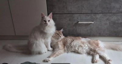 Man dreams of adopting a maine coon cat after harsh breakup with girlfriend, he miraculously sees two maine coons for adoption on Craigslist, is now the proud owner of kitty siblings