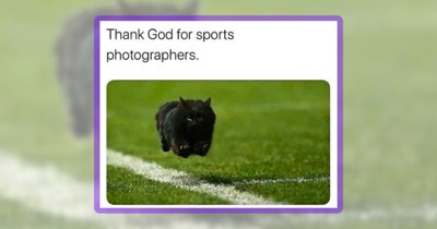 24 Feline Funnies to Melt Your Heart in the Best Way Pawssible
