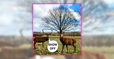 Friday Feral Fun Featuring 27 Wild Animal Pawsts