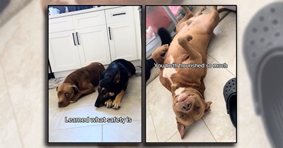 Stay-at-home-mom with 2 kids and 7 dogs rescues 2 more dogs after neighbors abandon one next door and another shows up 5 days later: 'This is our Family. BUSY, furry & full of love!'