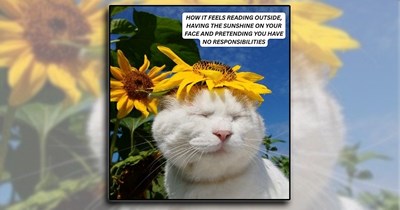 27 Meowvelous Memes for Cat People Planning Their Purrfect Summer Day