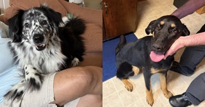 Dog gets loose and goes missing for hours, comes back with a new friend for his hoomans to adopt