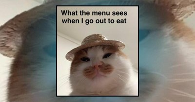 26 Playful Cat Memes to Purrfectly Match a Meowrvelous Mood