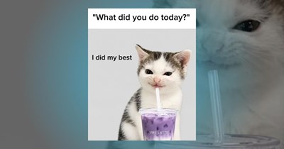 A Sweet Morsel of 27 Nourishing Kitten Memes to Inspire Purr Bliss