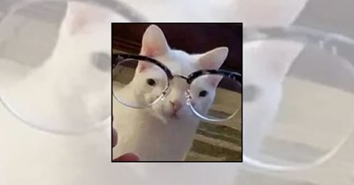 'Curing meowpia': 23 Cats wearing spectacles and seeing the world in purrfect clarity