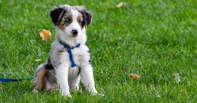 First time pet owners want to adopt mini Aussie but underestimate the energy they have, they discover the beauty of rigorous training for this amazing breed