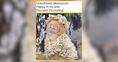 22 Blooming Cats for a Flower-Filled Scroll Session