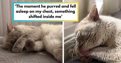 Story of one stranded soaking wet kitten who taught a struggling cat lover that they had everything to live for, cat lover says: 'He rescued me from my own darkness'