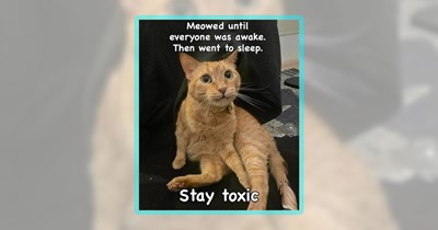 29 Wholesome and Sassy Memes, Just Like Your Cat