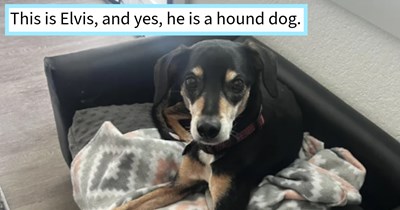 22 Cute Canine Kids with Cringey Hooman Names