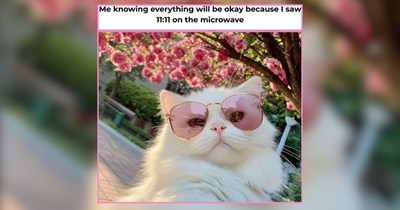 28 Tranquilo Kitties Basking in Afternoon Sun