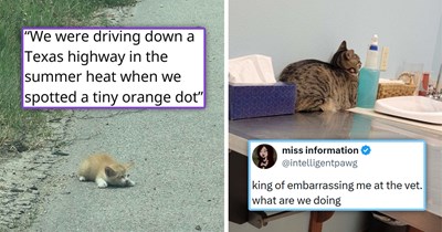 Your Weekly Caturday Meowgazine: 20 I Can Has Meowgical Moments of Maximum Mischief and Meowvelous Cuteness (June 20, 2026)