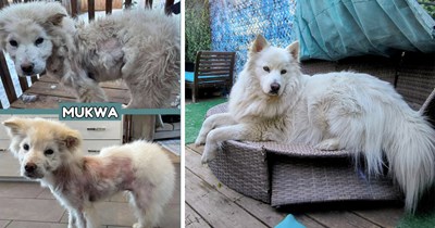 Born feral and rescued by Ontario dog lover in rough shape, this 100-pound gentle giant spent a year transforming into a majestic doggo and finding his floof