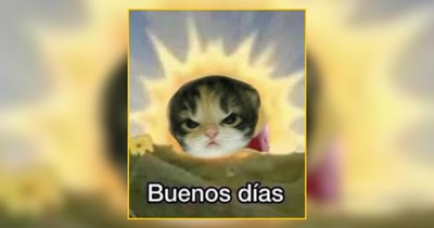 Buenos Dias Cat Memes for a Fun Friday Morning