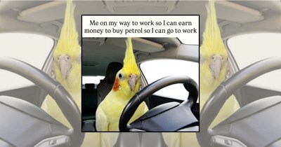 A Nest Full of Bird Memes for Those Who Secretly Wish They Could Yell and Fly Away 