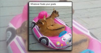 'Happiness is a warm puppy': Animal laughs and joys for a happy brain this week (June 18, 2026)