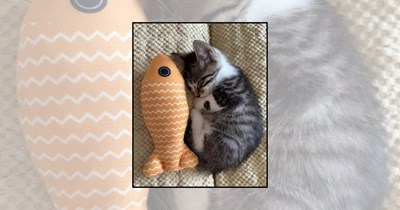 'Too eepy to yap, too yappy to eep': A Compilation of Eepy Kittens Too Sleepy to Function
