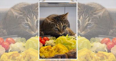 27 Feisty Felines Determined to Feed Off your Plate
