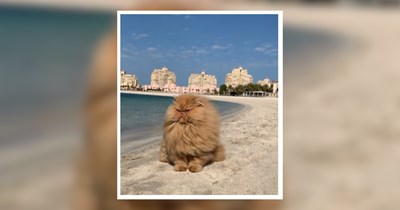 26 Extremely Relaxed Furry Cat Mermaids Enjoying Beach Time 