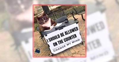 Sunday Sass and Everything Nice With 23 Meowing Cat Memes