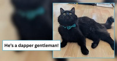 Void stray stares down cat inside home, 6 months later he returns and family adopts him: 'He was immediately the most affectionate cat I have ever seen'