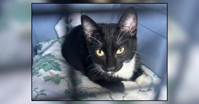 Parents take son to pet store for surprise birthday "tadpole," he chooses a kitten and they miraculously say yes