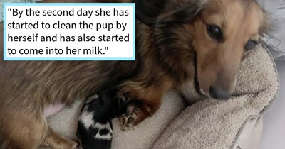 Australian farmer rescues dumped hungry dog from fields, but vets tell her she saved much more than just one dog, dog mom says: ‘I’m fairly sure she was dumped by a known local backyard breeder, probably didn’t realise she was pregnant.’