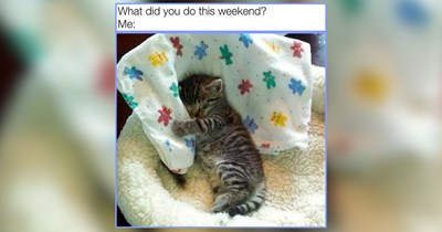 32 Sweepy Wittle Kitties Lost in Cozy Dreamland