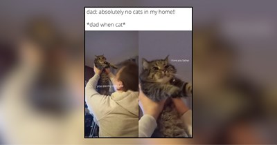 28 Cat Dads Completely Wrapped Around Their Feline Children's Paws
