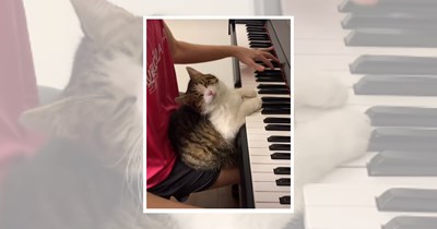 25 Paw McCartney Reincarnated Cats Ready To Meow your Ears