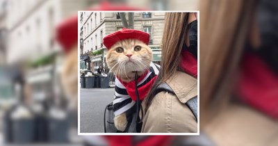 Meow Meow, Oui Oui: 25 Tourist Cats Travelling Around the World