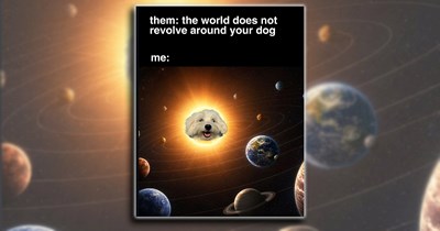 'Good boys get good memes': Dog Memes to Fill Your Morning Cup with Puppy Pawsitivity (June 20, 2026)