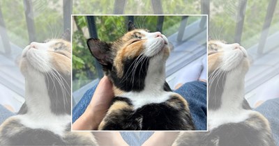 22 Wholesome Cats for a Softer Day on the Internet (June 19th, 2026)