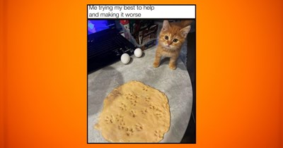 One Brain Cell Ginger Cats For Monday Madness 