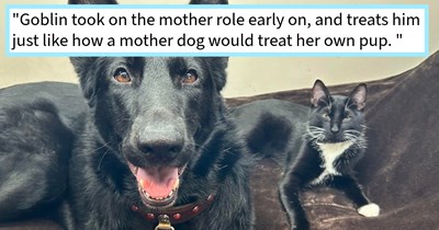 Woman finds frail kitten barely holding on covered in leaves after hearing tiny meows on dog walk, but realizes no shelter can help him and that she would have to become his furever cat mom: ‘I have birds, and was never planning on getting a cat.’
