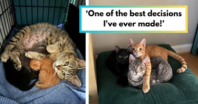 Pregnant stray cat gets rescued just before giving birth, but instead of giving the kittens away, her hooman decides to keep the feline family together furrever