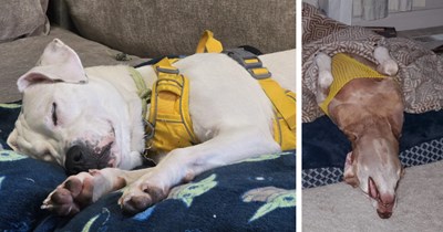 27 Really Cute Reasons to Let Sleeping Dogs Lie