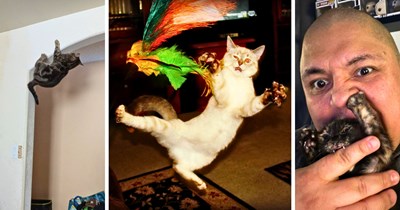 28 Ferociouslly Feral Cats Embracing Their Inner Goblin Mode of Chaos
