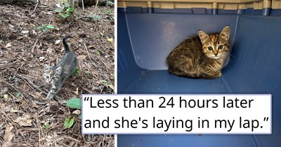 Person goes on a walk to play fetch with their dog when a meowing kitten suddenly comes running at them, making it known that she wants to be adopted: '[She] is the most affectionate cat I've ever seen'