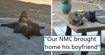 Couple TNR's adorable stray cat living near them, the cat then brings over his boyfriend, and the two win over the couple's hearts and both get adopted: 'He strolls in with this lil cutie AND shared his breakfast off the bat'