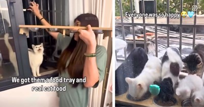 Couple disappointed with their new apartment's view ends up with a much better one: a rotating cast of neighborhood cats who've claimed their windowsill as their own