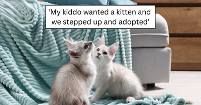 When a tornado left more than 100 shelter cats needing homes, one family decided it was time to adopt and rescue two littermates