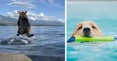 24 Heartwarming Water Woofs for Exhausted Employees Who Need a Summer Vacation