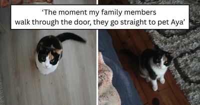 Nobody wanted to let this stray calico cat inside, but five years later she's the most loved member of the family
